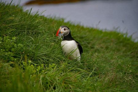 Island immer wieder eine Reise wert.