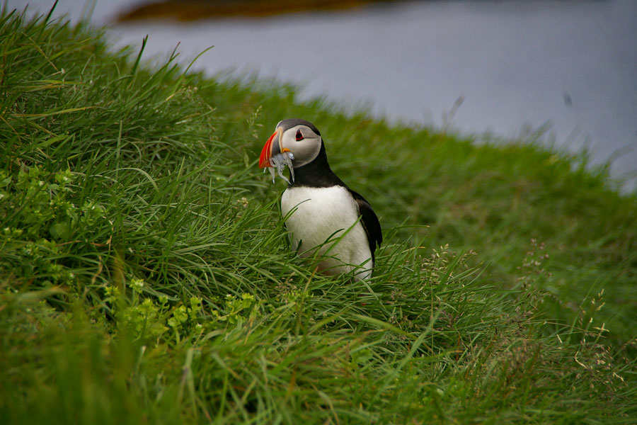 Island immer wieder eine Reise wert.